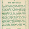 The Bluebird.