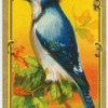 The Blue Jay.