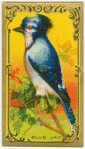 The Blue Jay.