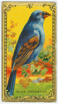 The Blue Grossbeak.