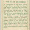 The Blue Grossbeak.