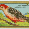 The Woodpecker.