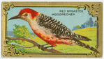 The Woodpecker.