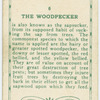 The Woodpecker.