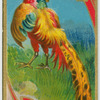 Pheasants.