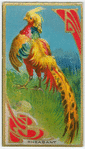 Pheasants.