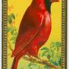 The Cardinal.