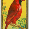 The Cardinal.