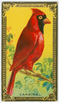 The Cardinal.
