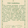 The Cardinal.
