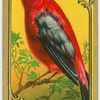 The Scarlet Tanger.