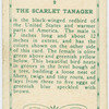 The Scarlet Tanger.