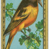 The Baltimore Oriole.