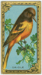The Baltimore Oriole.