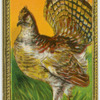 Buffed Grouse.
