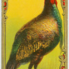 The Wild Turkey.