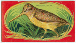 The Woodcock.