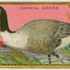 Canada Goose.