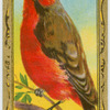 The Vermillion Flycatcher.