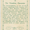 The Vermillion Flycatcher.