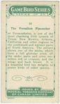 The Vermillion Flycatcher.