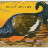 Grouse.