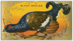 Grouse.
