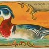 The Wood Duck.