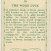The Wood Duck.