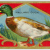 The Mallard.