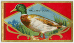 The Mallard.