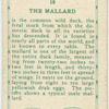 The Mallard.