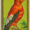 The Cock of the Rock.