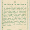 The Cock of the Rock.