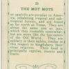 The Mot Mots.