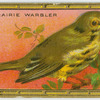 The Prairie Warbler.