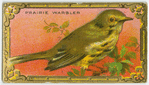 The Prairie Warbler.