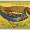 The Elegant Pitta.