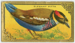 The Elegant Pitta.