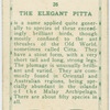 The Elegant Pitta.