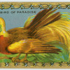 Bird of Paradise.