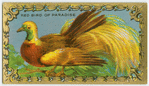 Bird of Paradise.