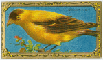The Goldfinch.