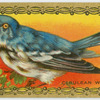 Cerulean Warler.