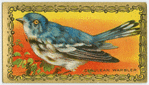 Cerulean Warler.