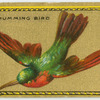 The Humming Bird.