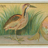 American Bittern.