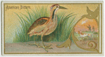 American Bittern.