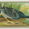 American Coot.