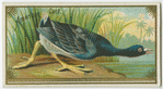 American Coot.